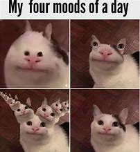 Image result for Cursed Dank Cats Meme