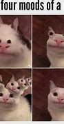 Image result for Savage Cat Memes