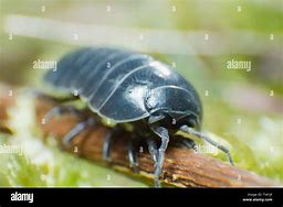 Image result for Pill Bug Green