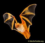 Image result for Painted Bat Facts