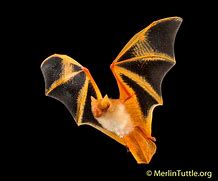 Image result for Panted Bats