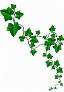Image result for Ivy Vines and Leaves Ai