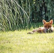 Image result for Old Fox Video