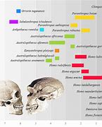 Image result for Neanderthal Evolution Chart