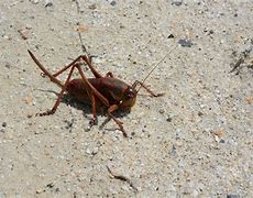 Image result for Crickets Infested