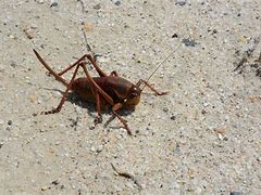 Image result for Crickets Infested