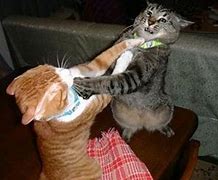 Image result for Funny Cat Fight
