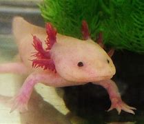 axolotl 的图像结果