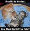 Image result for Kitties Meme