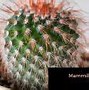 Image result for Mammillaria Hahniana Old Lady Cactus