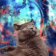 Image result for White Cat Meme Galaxy