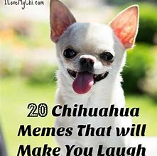 Image result for Chihuahua Meme