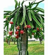 Image result for Red Dragon Fruit Plant