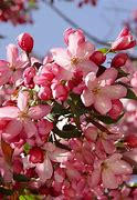 Image result for Sea Apple Tree
