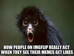Image result for Surprised Monkey Meme