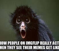 Image result for Shocked Monkey Meme