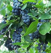 Image result for Blueberry Glue Plant