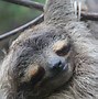 Image result for Bradypus