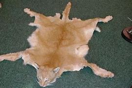Image result for Stuffed Dead Cat