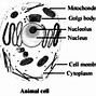 Image result for Activated Cell