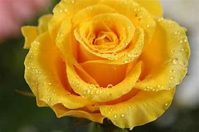 Image result for Golden Yellow Rose Wallpaper
