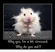 Image result for Stressed Mouse Meme