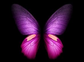 Image result for Free Animated Butterfly Screensaver