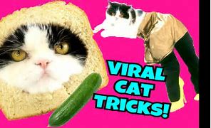 Image result for viral cat