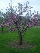 Image result for Plant Apple Tree On Front Yard