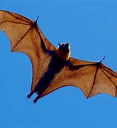 Image result for Largest Bat in Australia