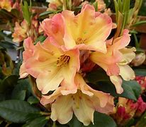 Image result for Rhododendron Nancy Evans