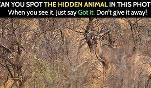 Image result for Animals Hidden in Nature Meme