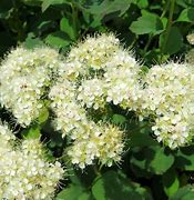 Image result for Spiraea betulifolia Island