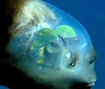 Image result for 1 Eye Fish