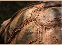 Image result for Men's Tortoise Shell Eyeglasses