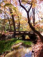 Image result for Shimogamo Shrine Plum Garden