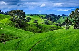 Image result for New Zealand Landscape Trees