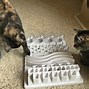 Image result for Cat Food Puzzle Toys