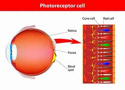 Image result for Retina Display On the Eyes