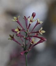 Asperula aristata subsp. scabra ପାଇଁ ପ୍ରତିଛବି ଫଳାଫଳ