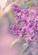 Image result for iPhone Lilac Flowers Wallpaper