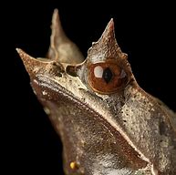 Image result for Leaf Horned Frog