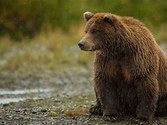 Image result for grizzly_bear
