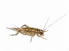 Image result for Cricket Insect Cartoon