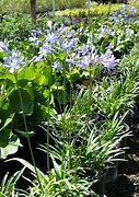 Image result for Agapanthus Peter Pan