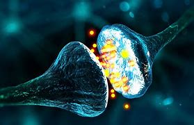Image result for How Neurons Fire