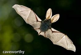 Image result for Canary Long-Eared Bat