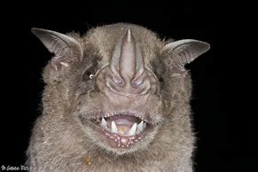 Image result for Fruit Bat Teeth