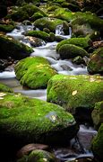 Image result for Rocks with Moss On Them at Night