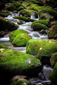 Image result for Rocks with Moss Creek